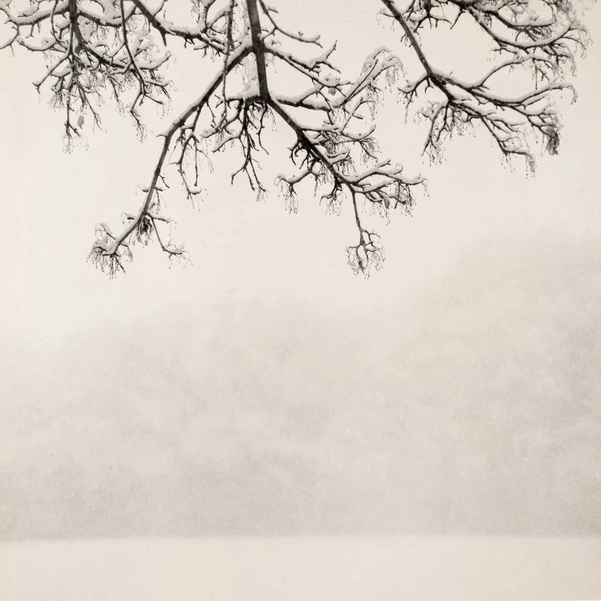 A Snowy Branch in Oaklawn Park<p>© Bryce Olsen</p>