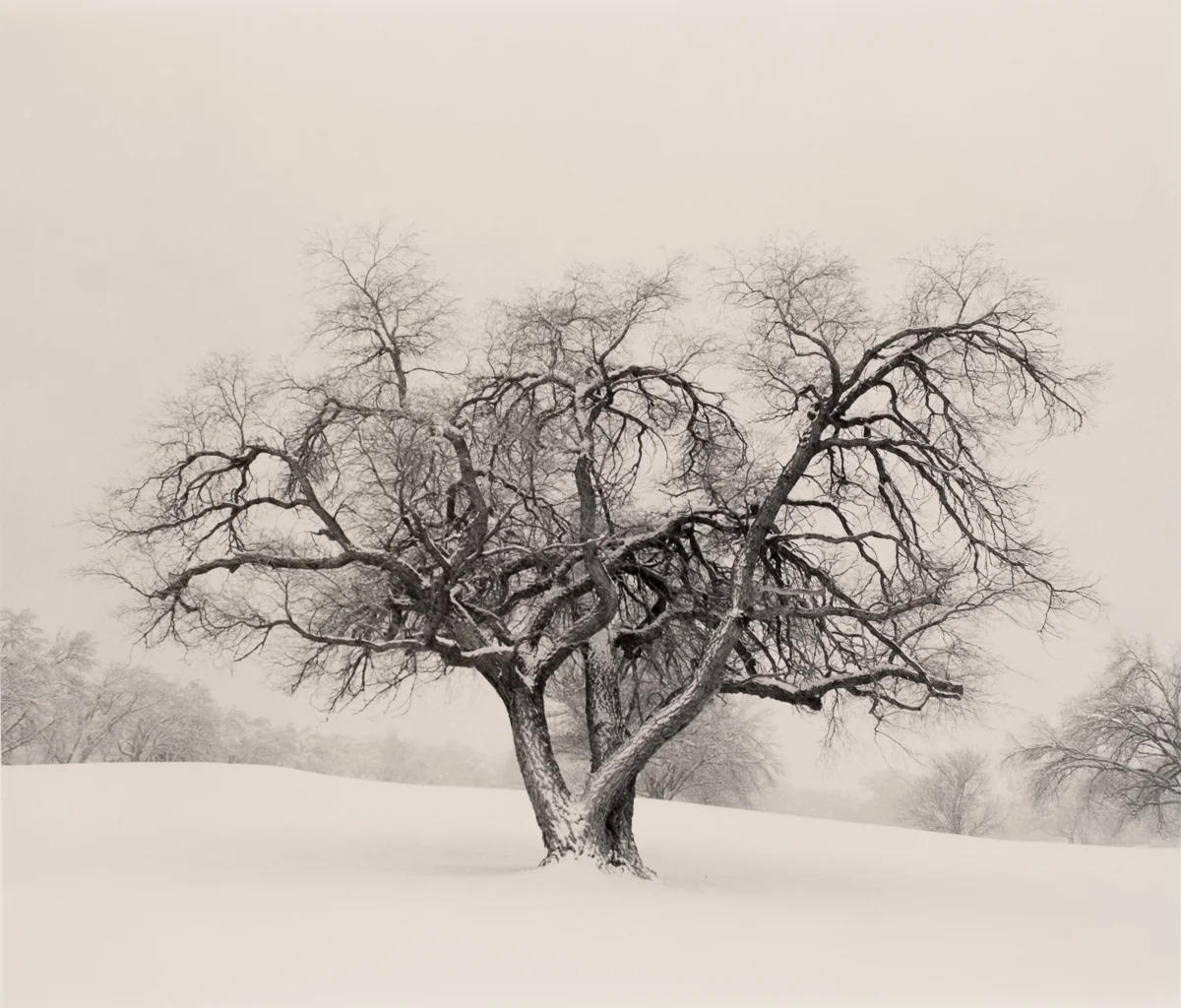 Kraken Tree<p>© Bryce Olsen</p>