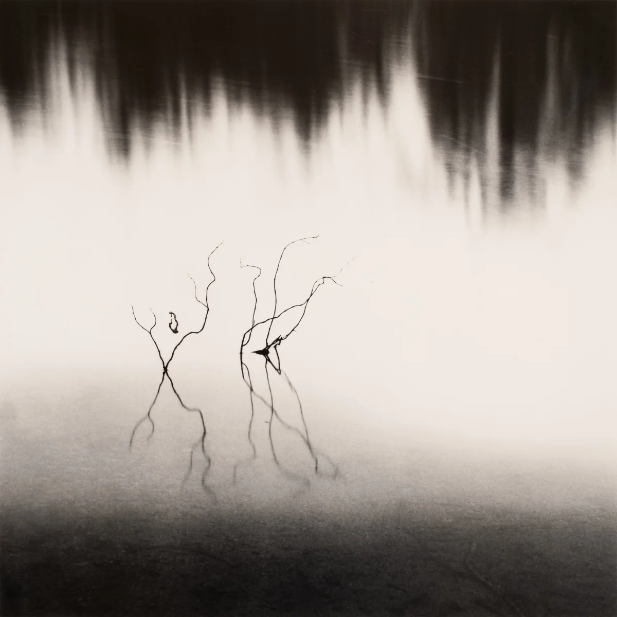 Barren Sprigs<p>© Bryce Olsen</p>