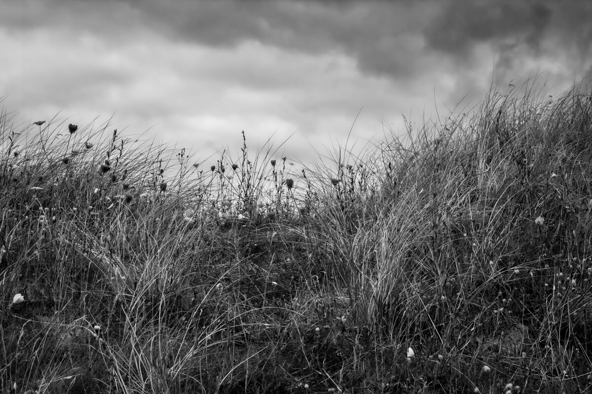 Wildflowers on curracloe N.2<p>© Kelly O'Leary</p>