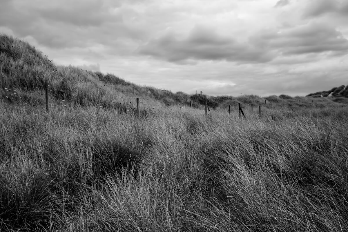 Lush afore the Irish sea<p>© Kelly O'Leary</p>