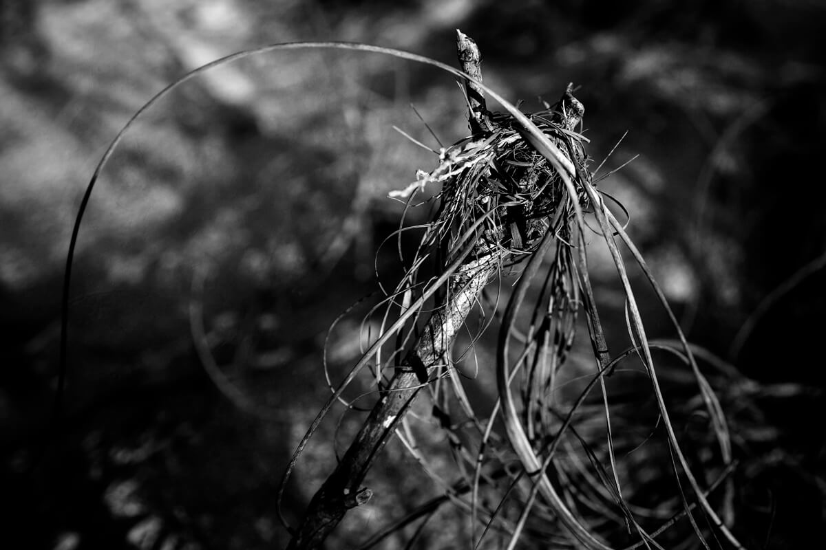 Scepter in sand dune<p>© Kelly O'Leary</p>