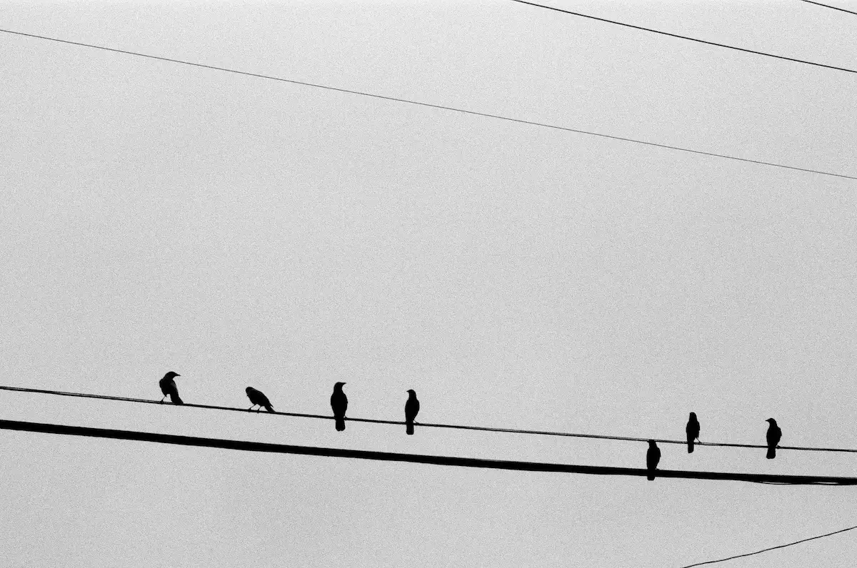 Crows<p>© Alicia Paley</p>