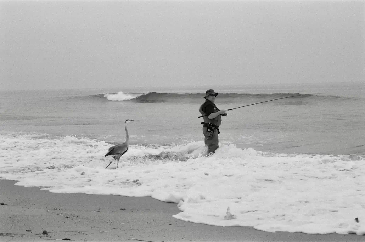 Heron<p>© Alicia Paley</p>