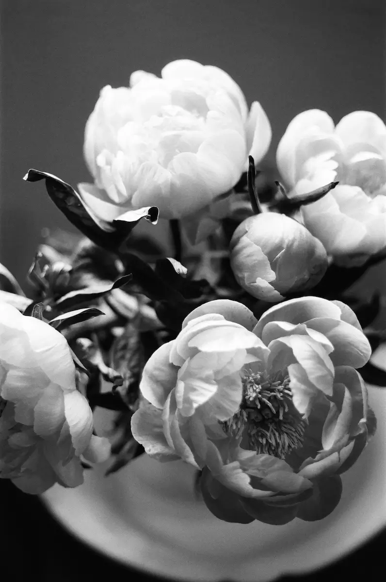 Peonies<p>© Alicia Paley</p>