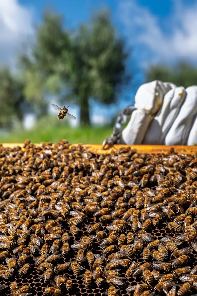 <p>&copy; Artem  Postelnikov</p>