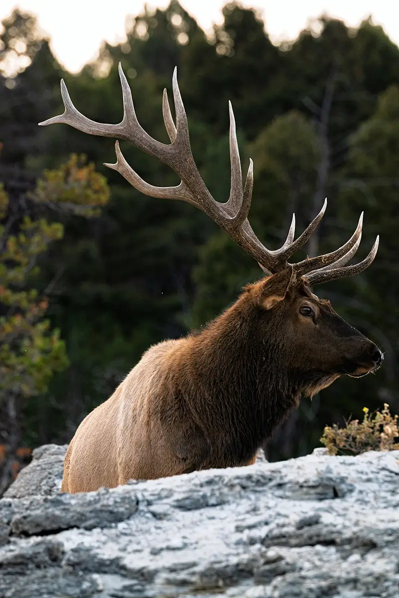 <p>&copy; Artem  Postelnikov</p>