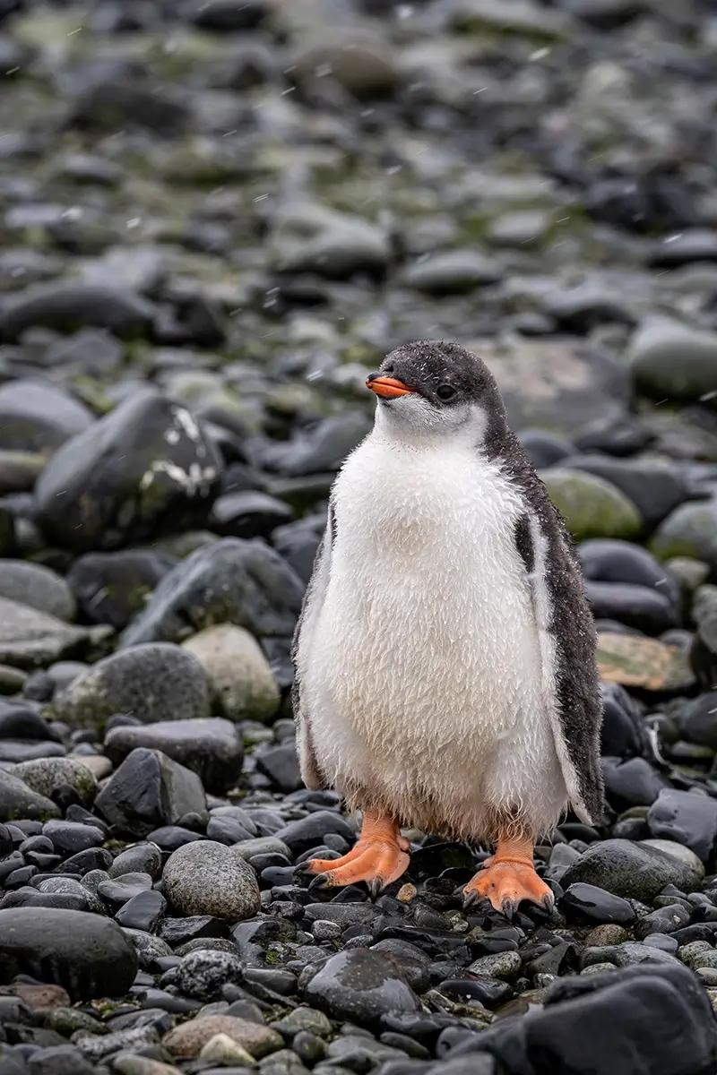 <p>&copy; Artem  Postelnikov</p>