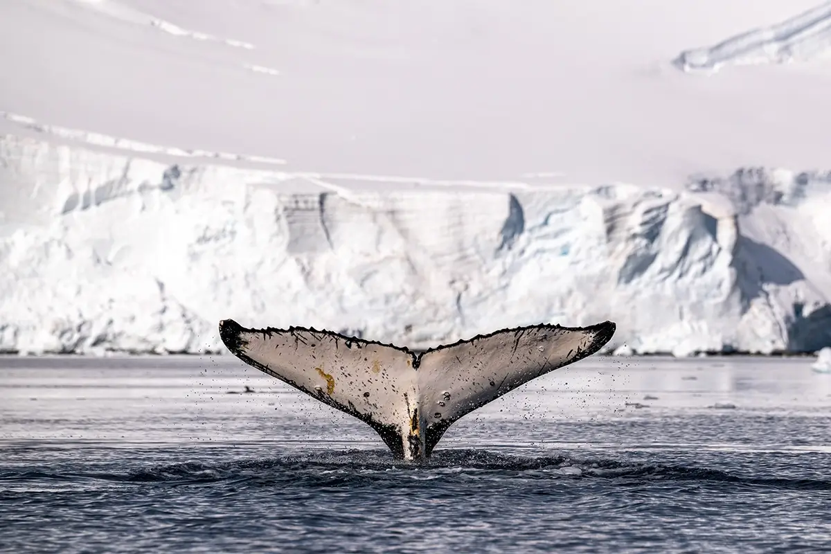 <p>&copy; Artem  Postelnikov</p>