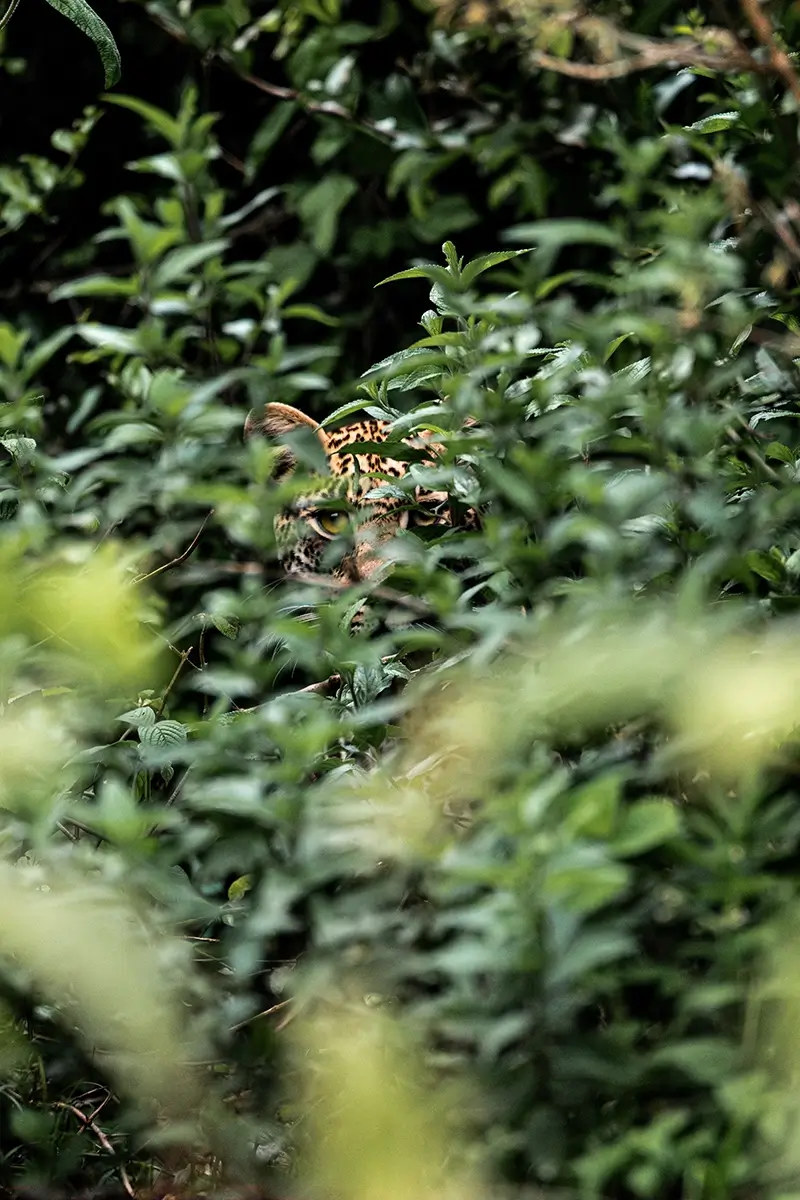 <p>&copy; Artem  Postelnikov</p>