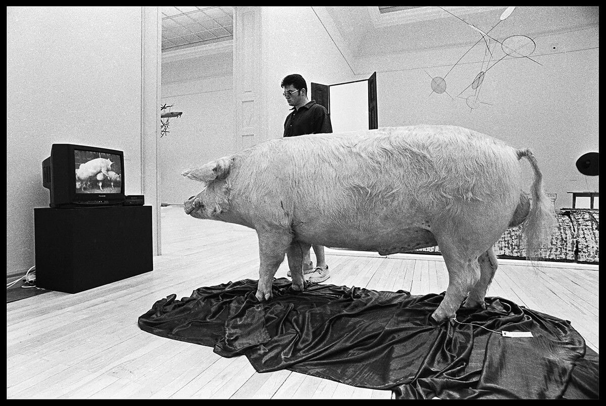 Pig Porno<p>© Ave Pildas</p>