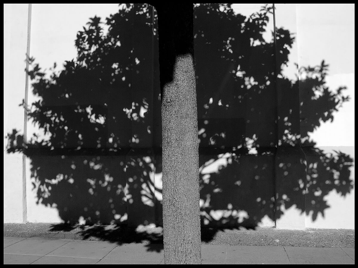 Shadow Tree<p>© Ave Pildas</p>