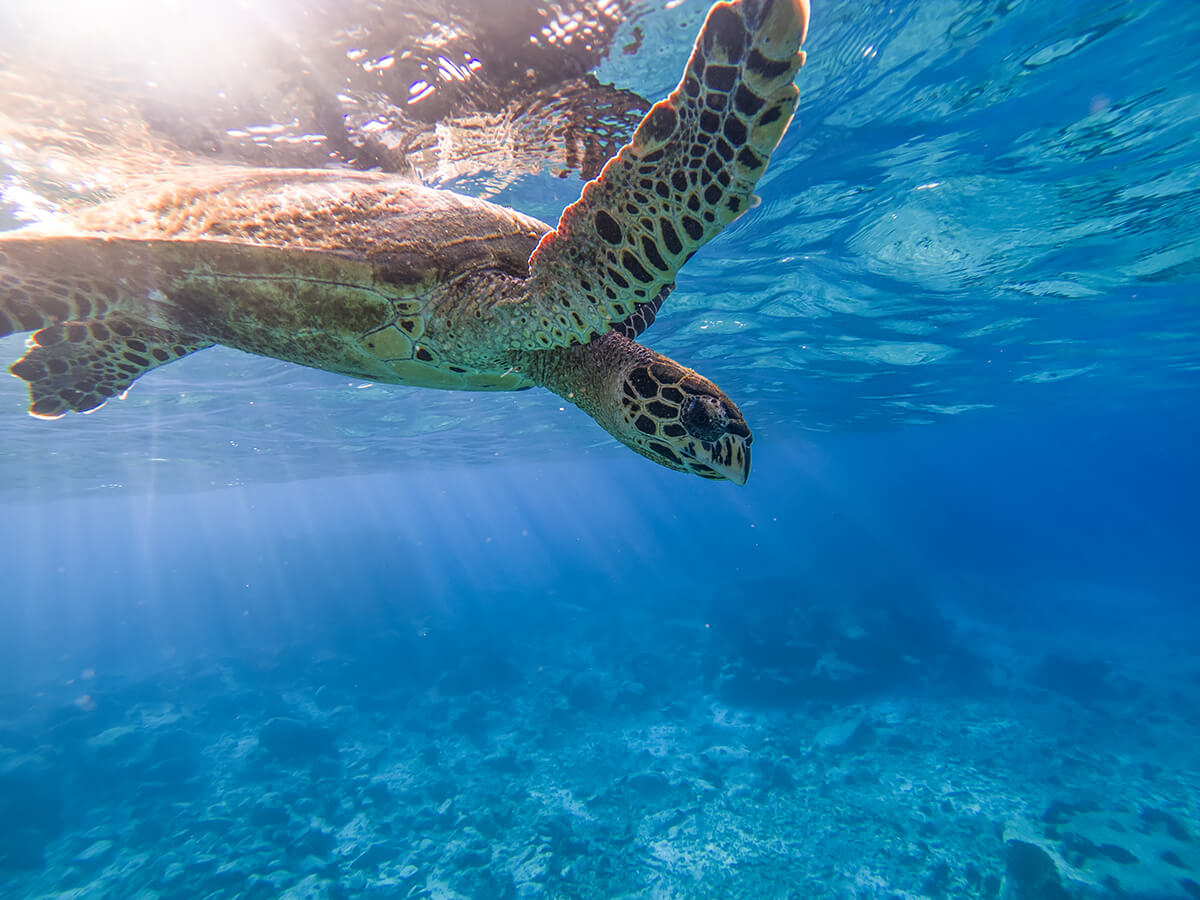 Turtle Diving<p>© Enrico Pescantini</p>