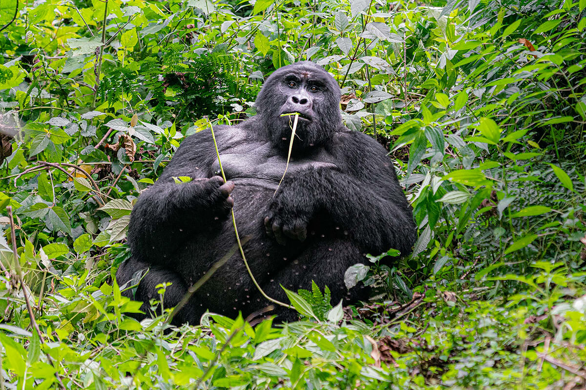 Gentle Giant<p>© Enrico Pescantini</p>