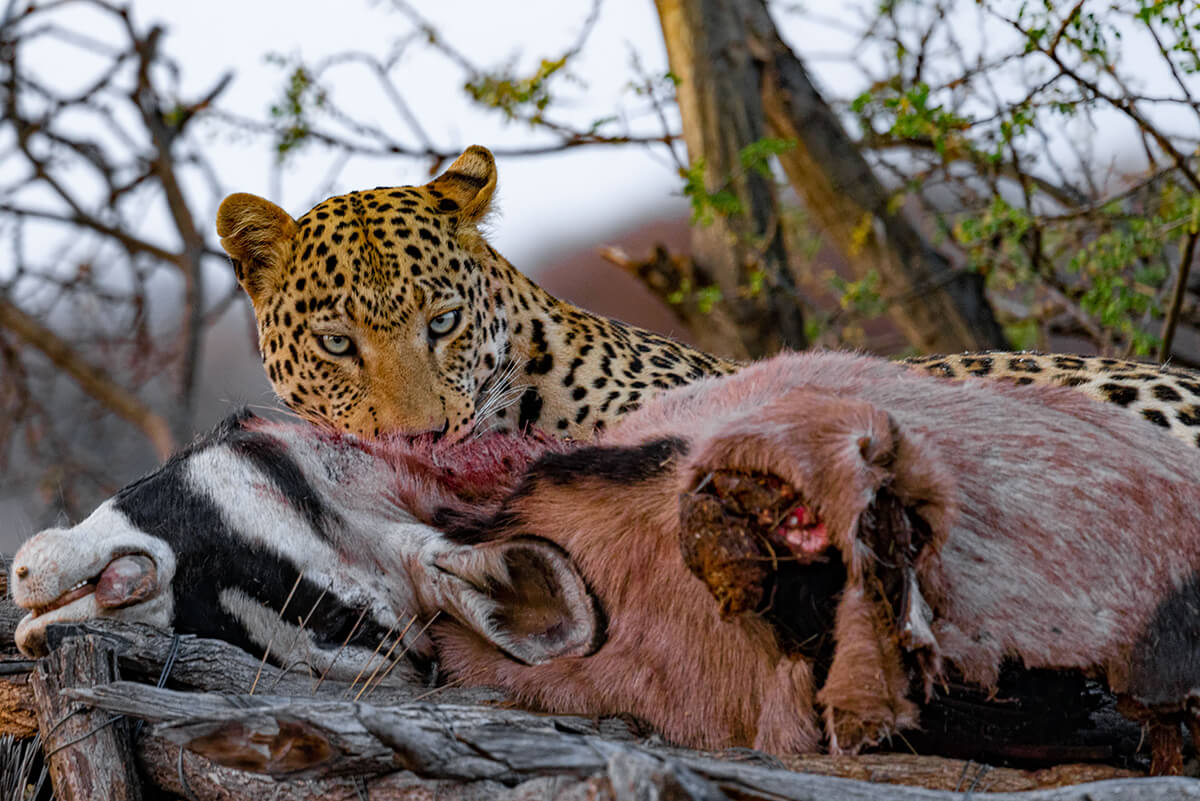 Leopard’s Dinner<p>© Enrico Pescantini</p>