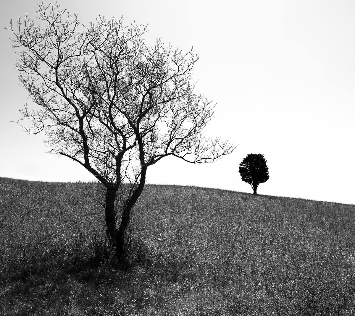 Tree on Horizon, Block Island 2015<p>© James Peaslee</p>