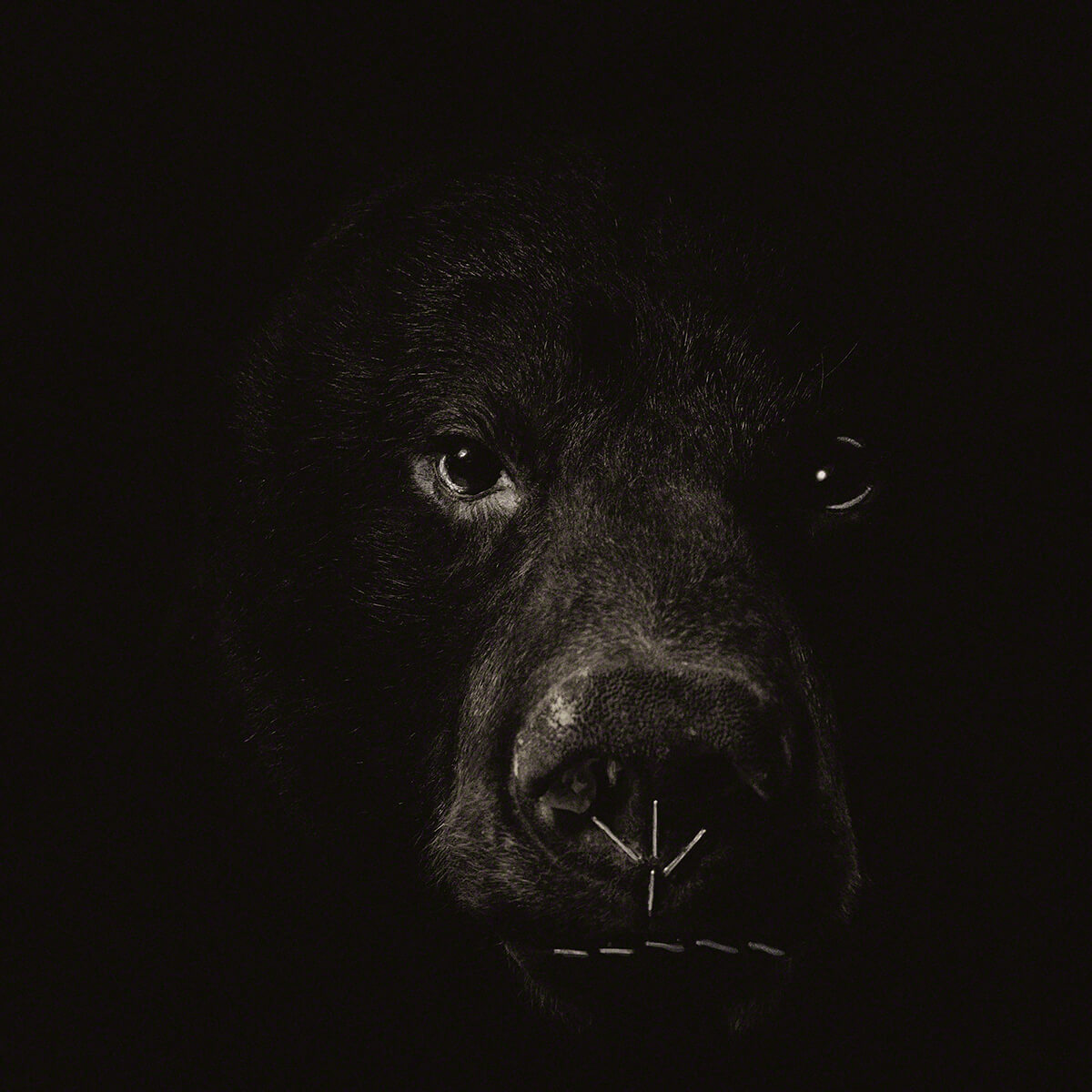 Bear<p>© Lori Pond</p>