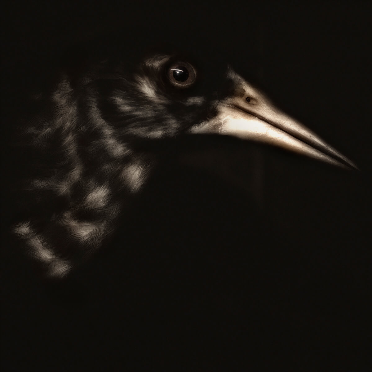 The Bird<p>© Lori Pond</p>