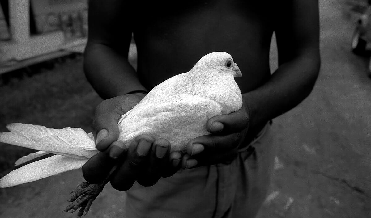 White Dove<p>© Manuello Paganelli</p>