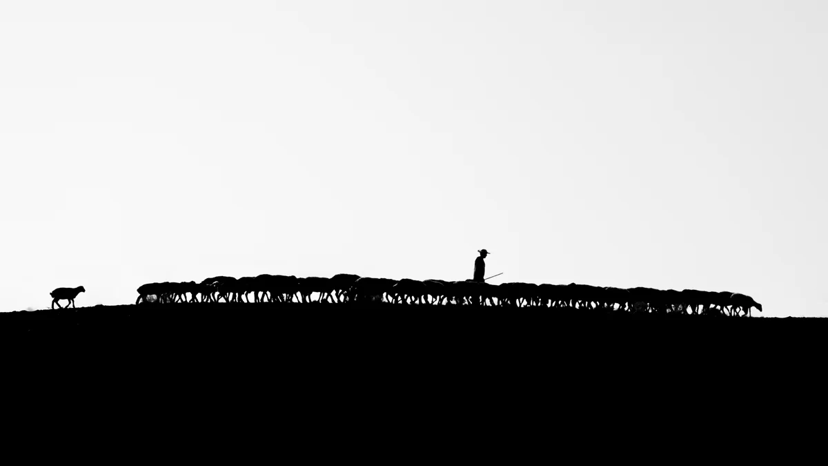 <p>&copy; Morteza Pahang</p>