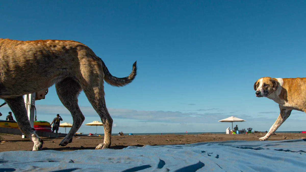 <p>&copy; Morteza Pahang</p>