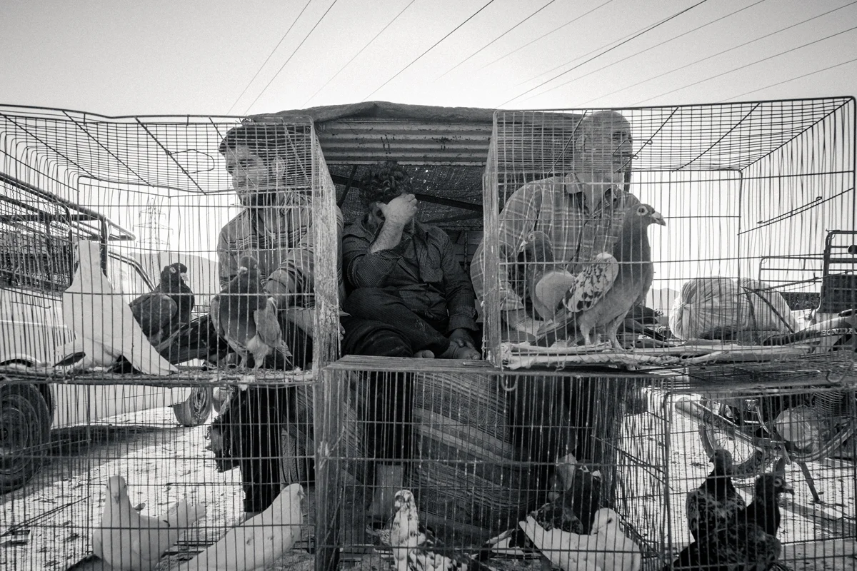 <p>&copy; Morteza Pahang</p>