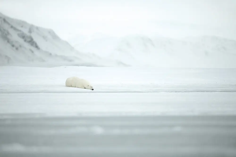 Frozen nap<p>&copy; Roberta Pagano</p>