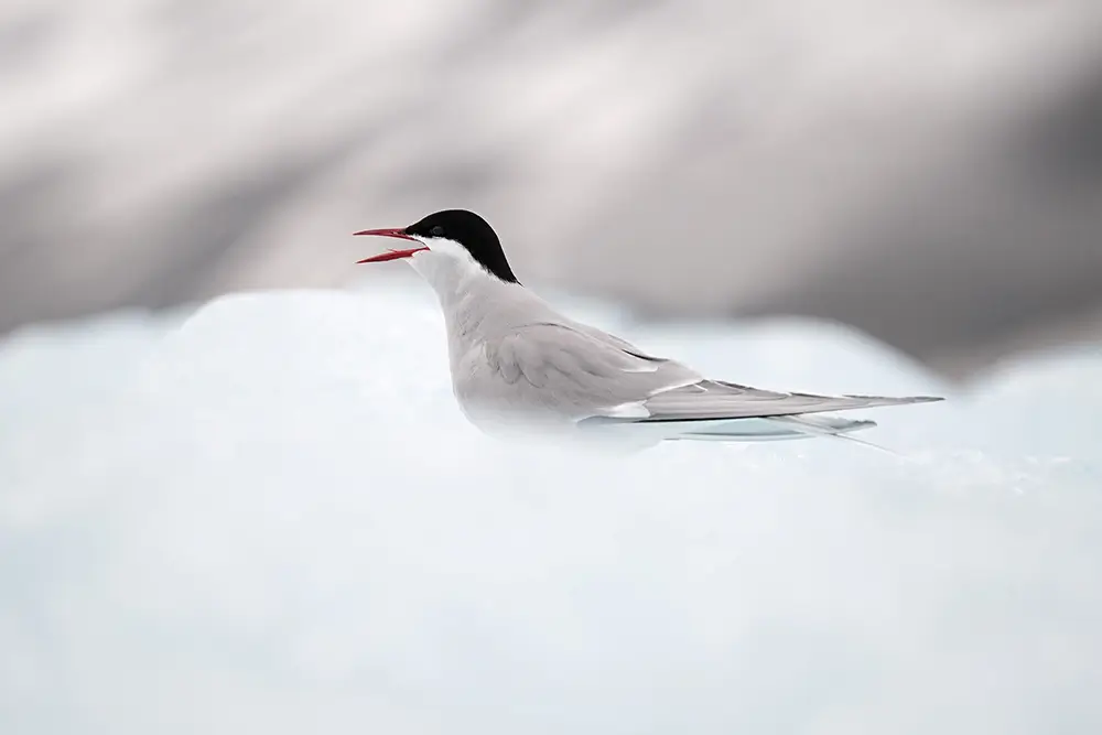 The traveller <p>&copy; Roberta Pagano</p>