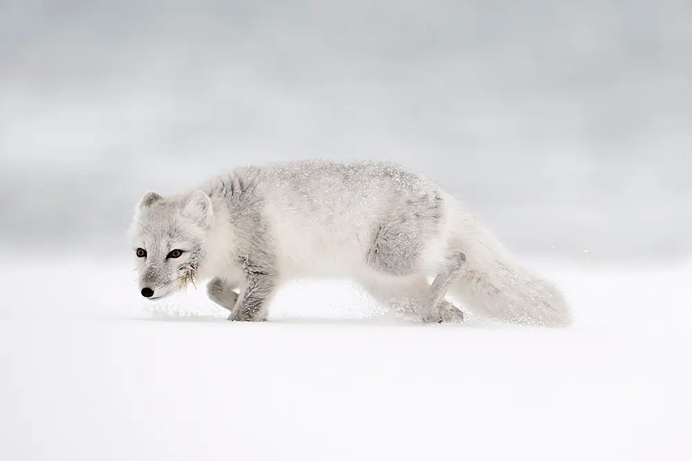 Secretly<p>&copy; Roberta Pagano</p>