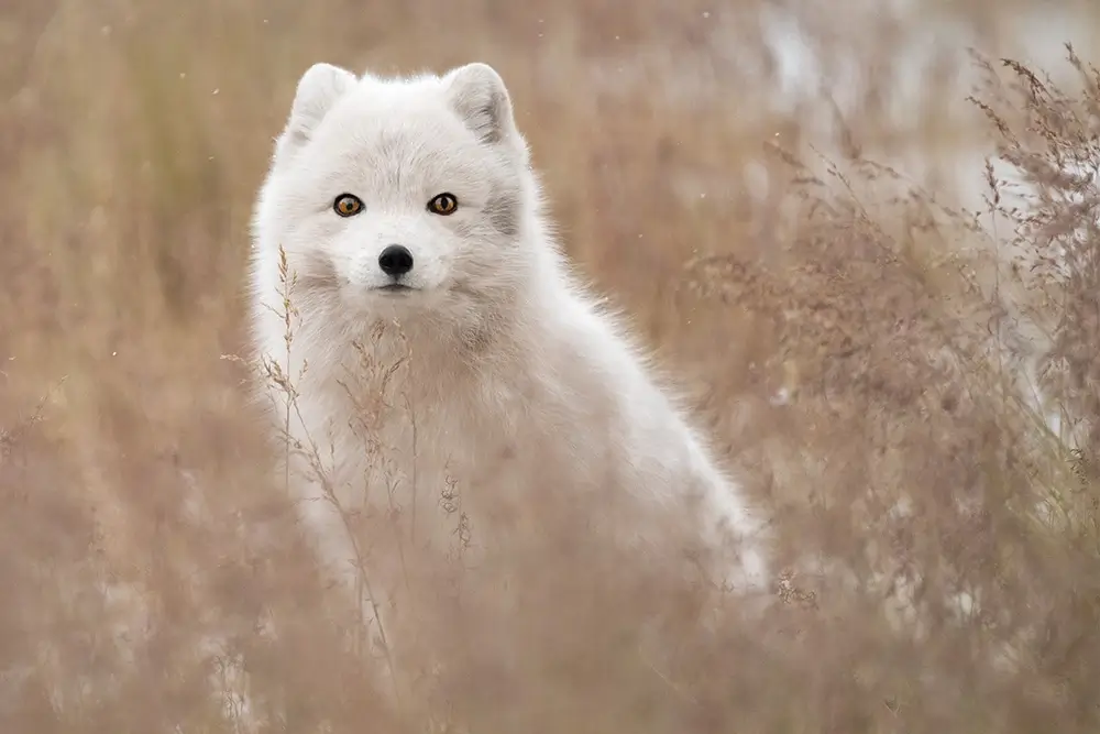 The lady of tha artic<p>&copy; Roberta Pagano</p>