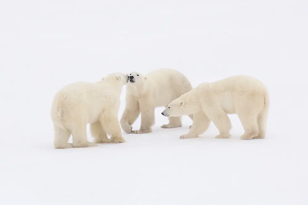 Artic meeting<p>&copy; Roberta Pagano</p>
