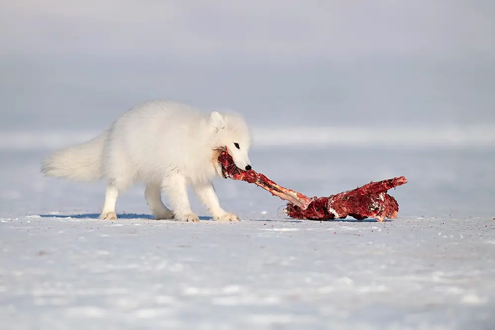 Artic thief<p>&copy; Roberta Pagano</p>