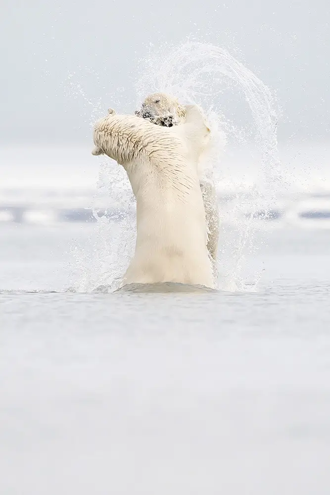 Bad boys of the artic<p>&copy; Roberta Pagano</p>