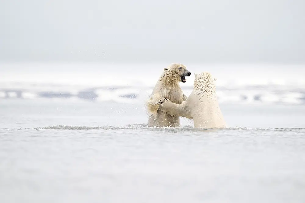 Brothers<p>&copy; Roberta Pagano</p>