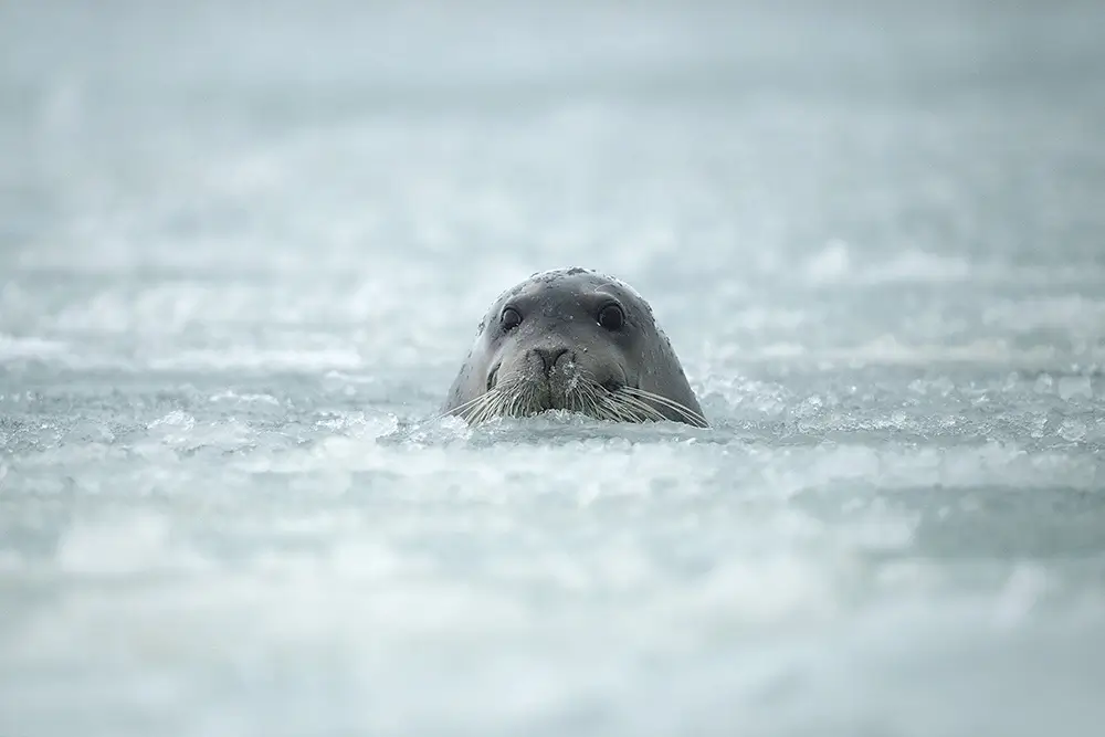 Curiosity<p>&copy; Roberta Pagano</p>