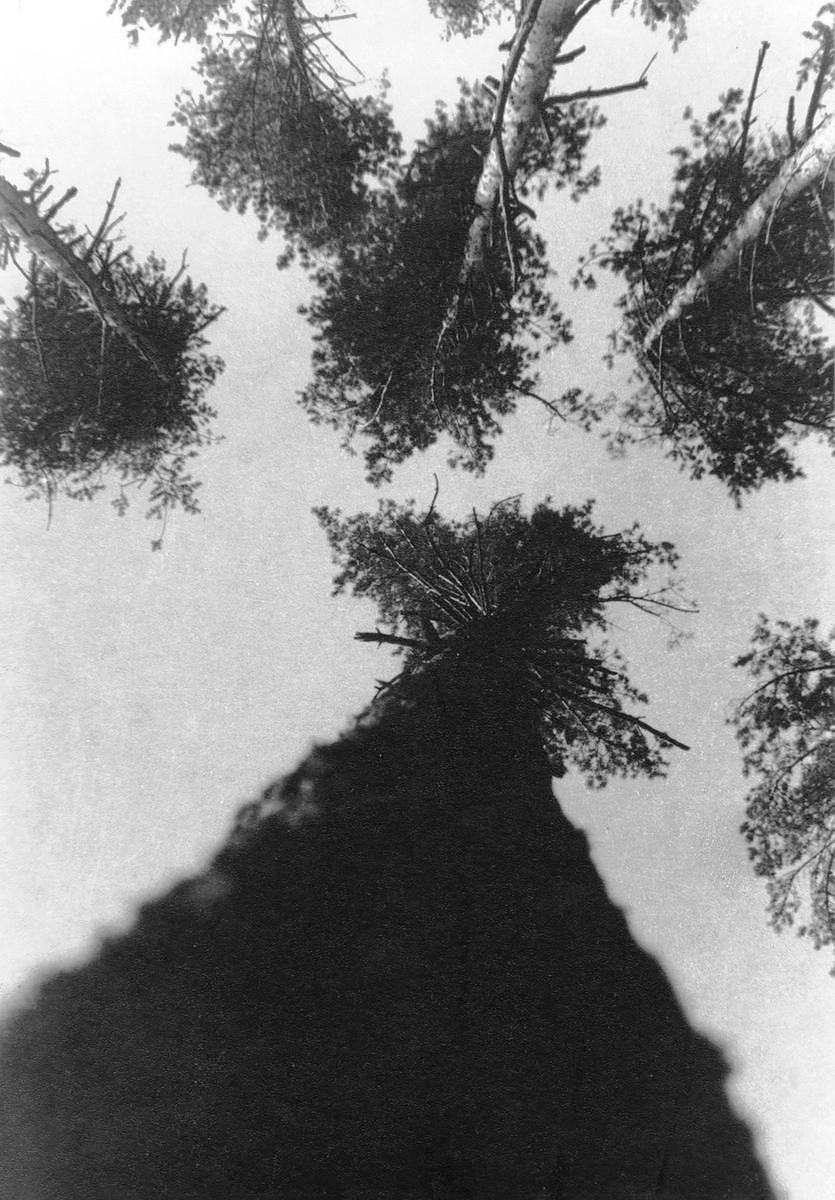 Pine Trees, Pushkino 1927<p>© Aleksander Rodchenko</p>