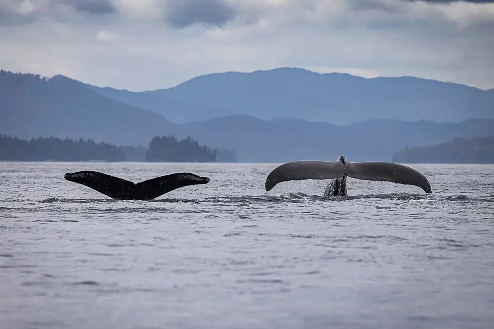 Fraternity<p>&copy; Benoît Rondelet</p>