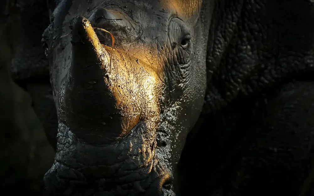 Golden Horn<p>&copy; Benoît Rondelet</p>