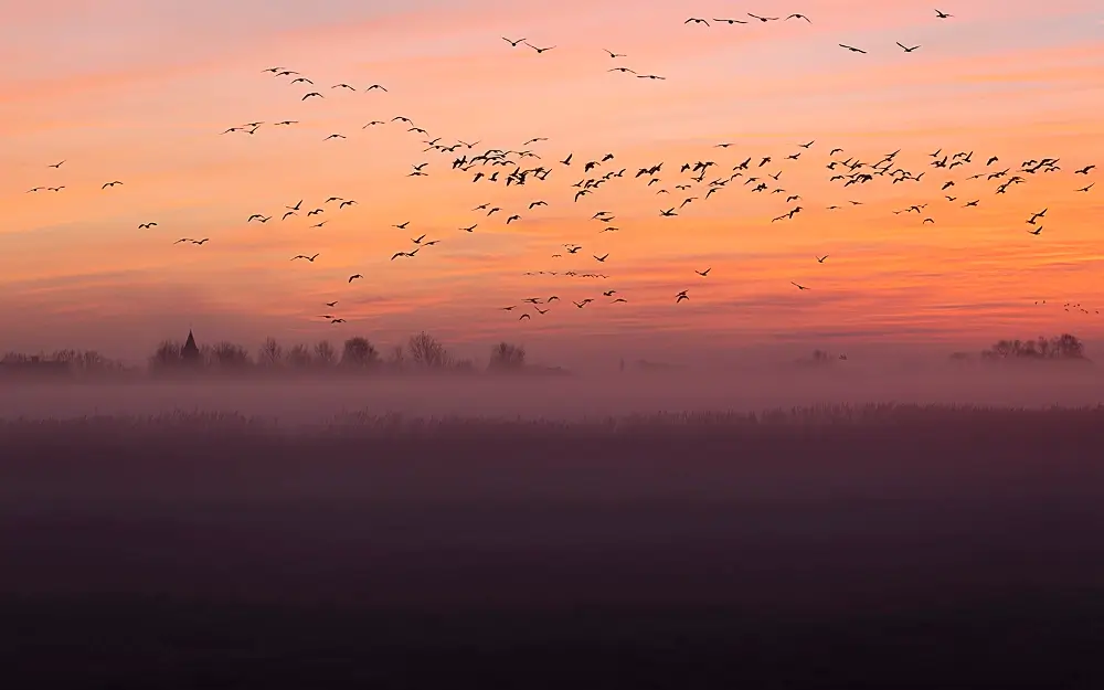 Golden wadding<p>&copy; Benoît Rondelet</p>