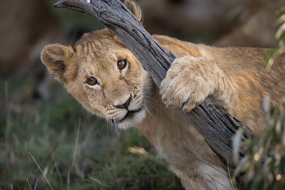 Hide and Seek<p>&copy; Benoît Rondelet</p>