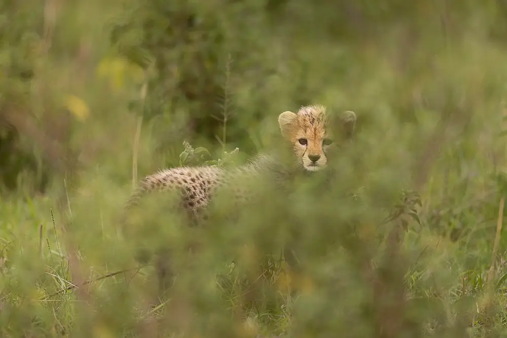 I am here...<p>&copy; Benoît Rondelet</p>