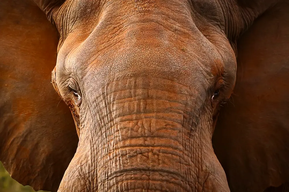 Musk<p>&copy; Benoît Rondelet</p>