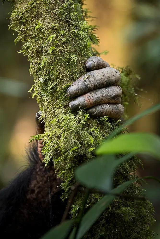 Natural Link<p>&copy; Benoît Rondelet</p>