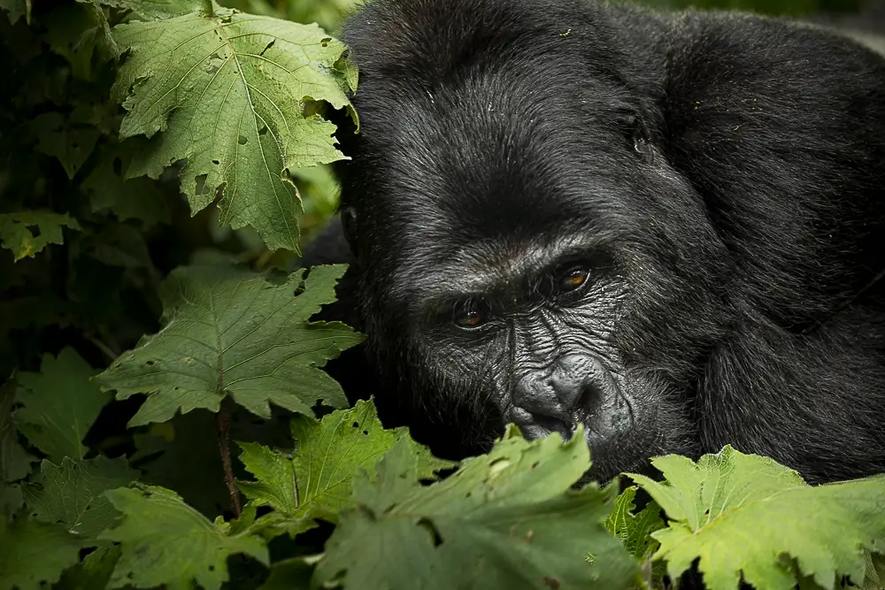 Power<p>&copy; Benoît Rondelet</p>