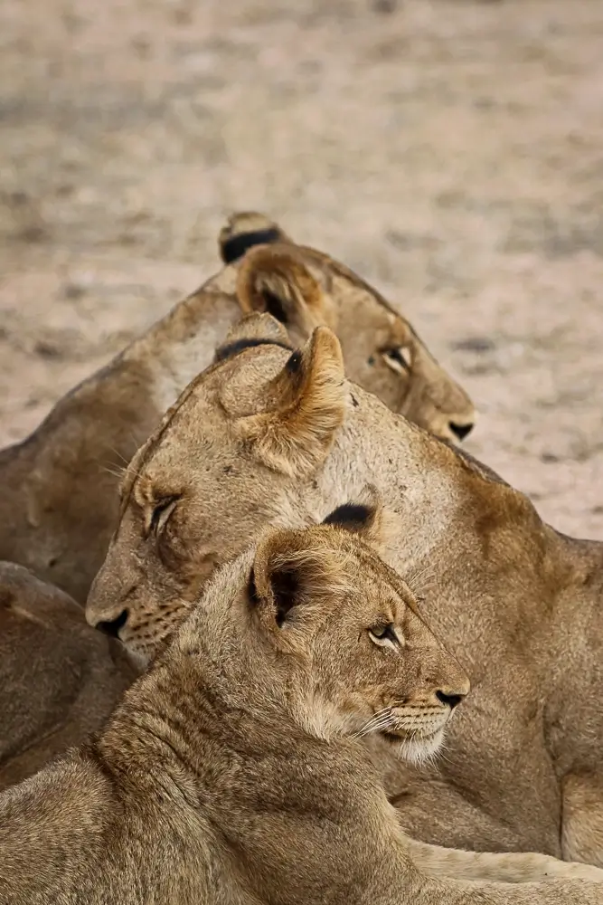 Pyramid<p>&copy; Benoît Rondelet</p>