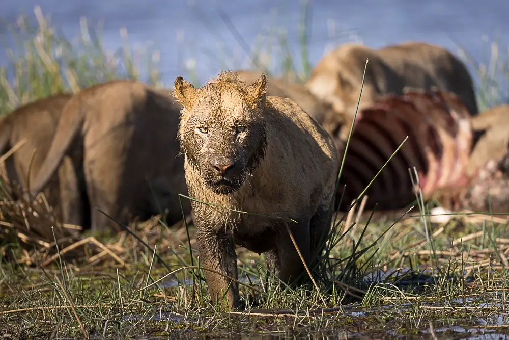 Return from hunting<p>&copy; Benoît Rondelet</p>