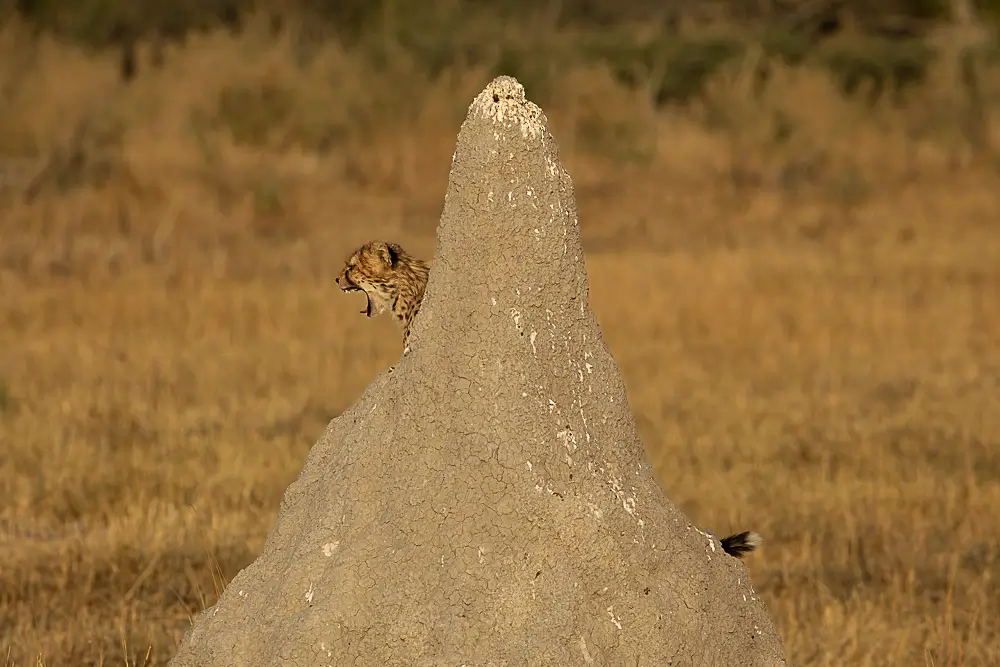 As Mum<p>&copy; Benoît Rondelet</p>