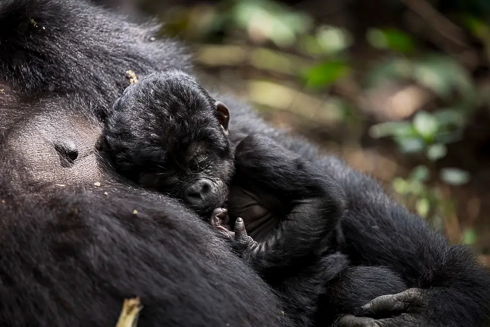 Serenity<p>&copy; Benoît Rondelet</p>