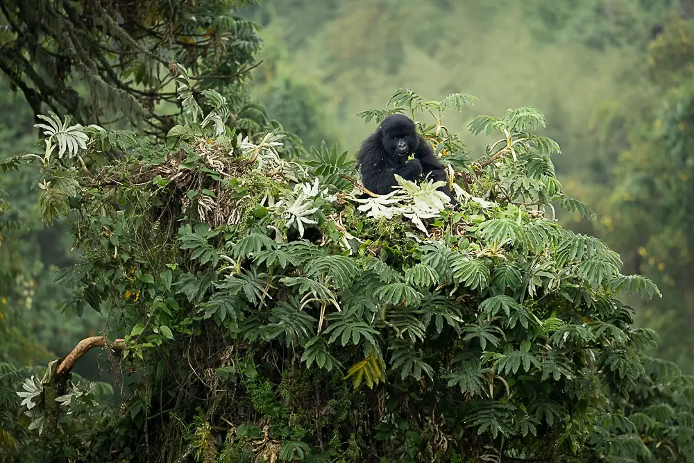Breakfast at the Nest<p>&copy; Benoît Rondelet</p>