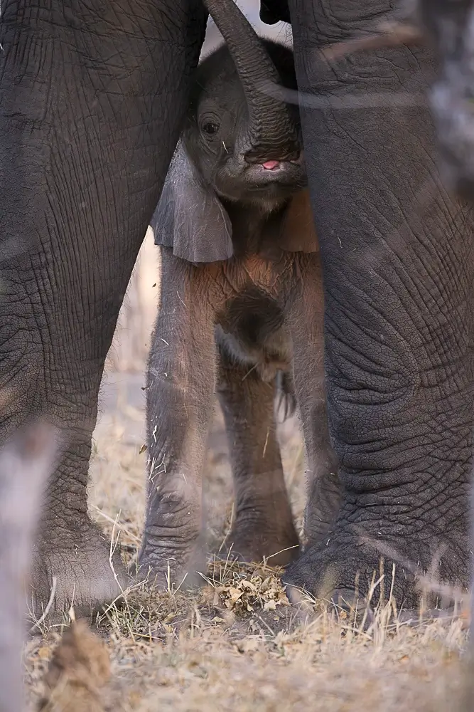 Breastfeeding time<p>&copy; Benoît Rondelet</p>